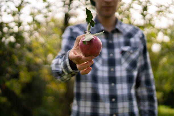 istock male farmer holding a gathered organic red apple with leaf in hands 1188162248