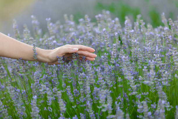 Woman's hand softly touching lavender flowers