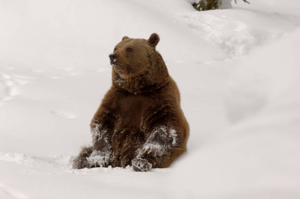 istock Brown bear in the snow (Ursus arctos) 1188163383