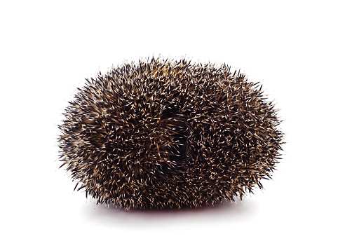 One brown hedgehog isolated on a white background.