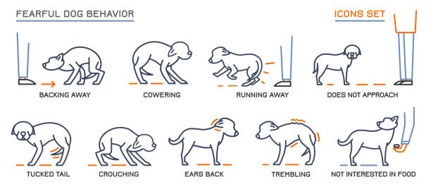 Dog Behavior Icons Set Dog fearful behavior icons set. Domestic animal or pet tail language. Line pictograms collection. Doggy reaction. Simple icon, symbol, sign. Editable vector illustration isolated on white background animal behavior stock illustrations
