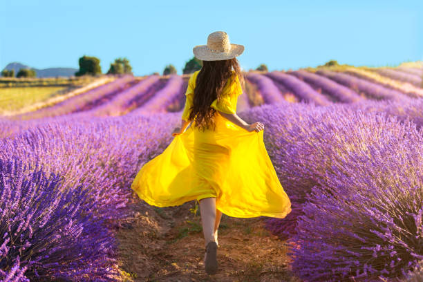 frau läuft auf lavendelfeld - flower nature lavender lavender coloured stock-fotos und bilder