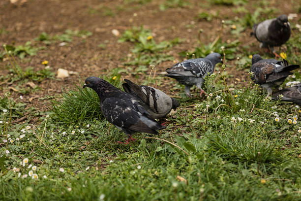 Doves are Walking in the Public Park on the Ground Covered with Grass. Pigeons and Doves Constitute the Animal Family Columbidae and the Order Columbiformes.