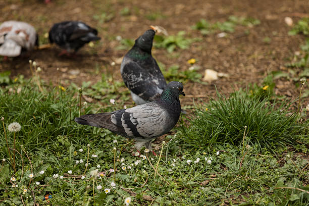 istock Pigeons in the City Park 1188167253