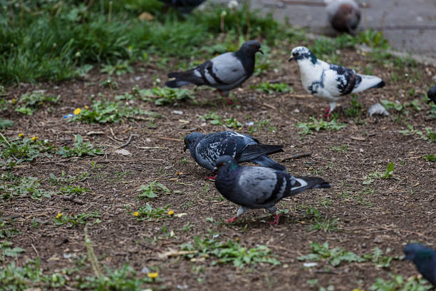 istock Pigeons in the City Park 1188167283