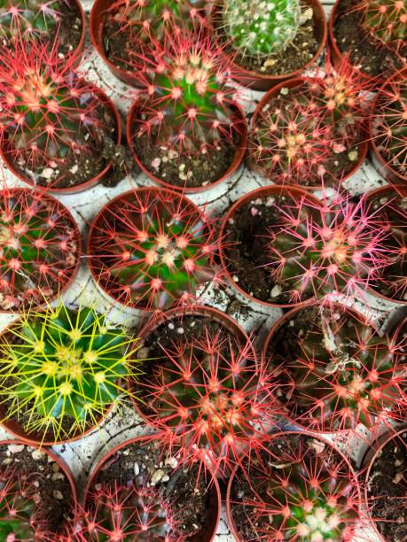 istock house plants cacti in pots, 1188167309
