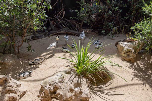 istock Avocet Birds in the park in Rome 1188168166
