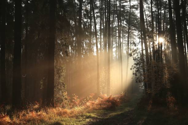 istock Autumn coniferous forest at dawn 1188168230