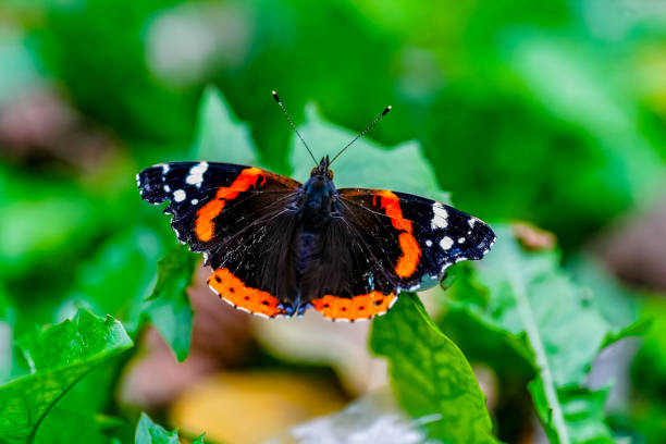 Vanessa Atalanta, the Red Admiral or Previously, the Red Admirable, is a Well-Characterized, Medium-Sized Butterfly with Black Wings, Orange Bands, and White Spots.