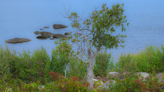Tree and rocks at the waters edge of Pawtuext Cove in Warwick, Rhode Island