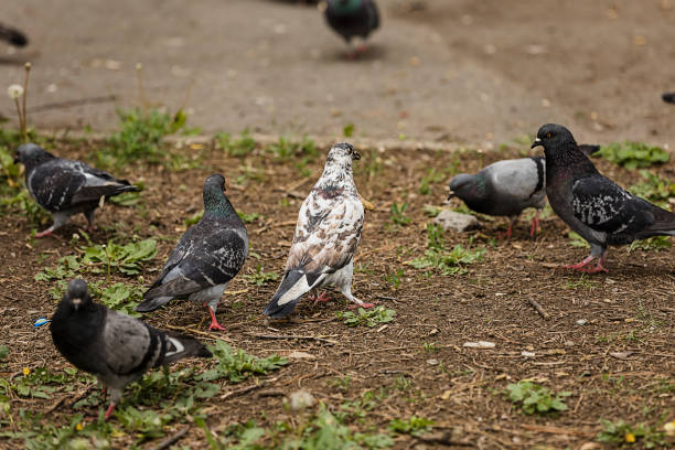 istock Pigeons in the City Park 1188168667