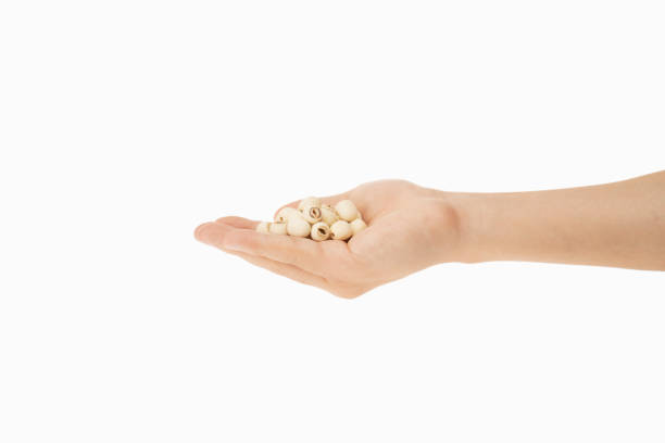 istock lotus seeds in hand with white background 1188170998