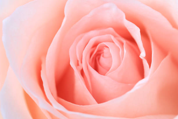 istock Pink rose flower close up. 1188171090