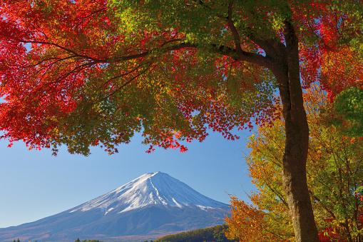 Lake Kawaguchi area, Yamanashi Prefecture, is famous for its beautiful autumn leaf color in November. Here are photos taken at the shore of Lake kawaguchi, one of the Fuji Five Lakes. Lake Kawaguchi is a part of Fuji-Hakone-Izu National Park. Mt Fuji is designated as UNESCO World Heritage Site.