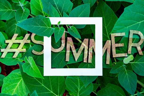istock hashtag summer word text on the leafs and flowers background with white square frame 1188171175