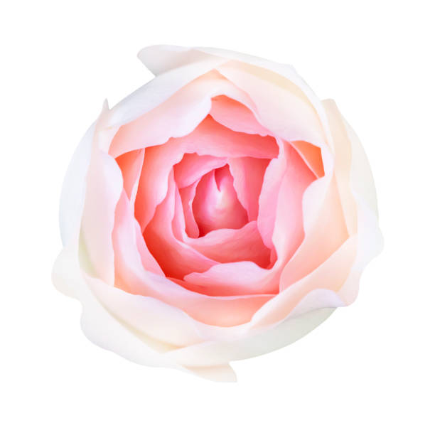 istock Red rose isolated on white background, clipping path and - soft focus 1188171864