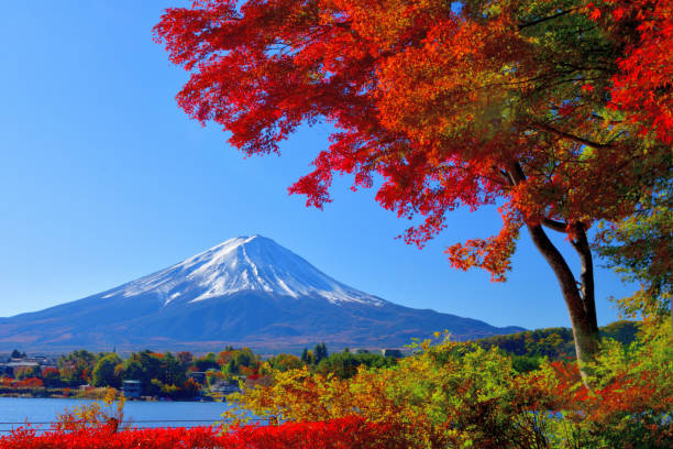 mt fuji and autumn leaf color: vue du lac kawaguchi, japon - japanese maple leaf water japan photos et images de collection
