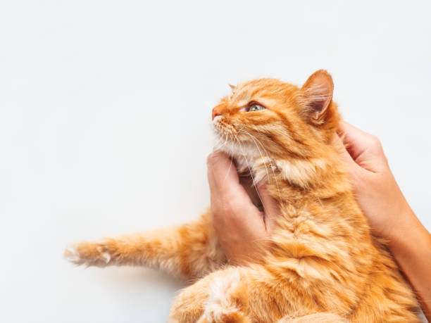 istock Woman is holding cute ginger cat. Fluffy pet on white background. 1188172276