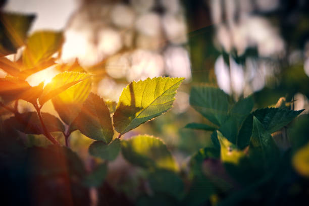 Green birch leaves branches background sunset. Medicinal plant.