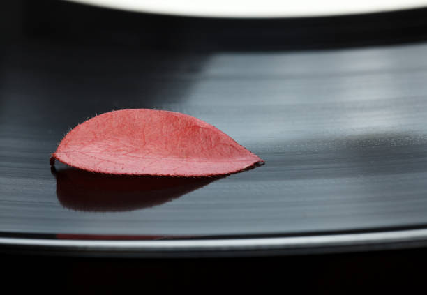 istock Abscissed leaf on black vinyl plate 1188173291