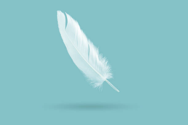 istock White feather bird falling down in the air 1188174778