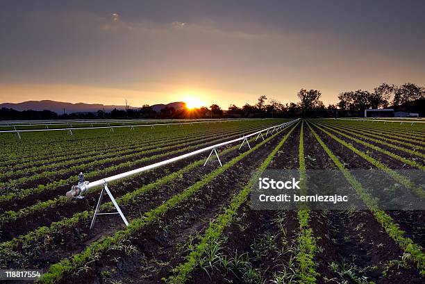 Agricultural Irrigation Sprinkler Rural Farm Scene Stock Photo - Download Image Now