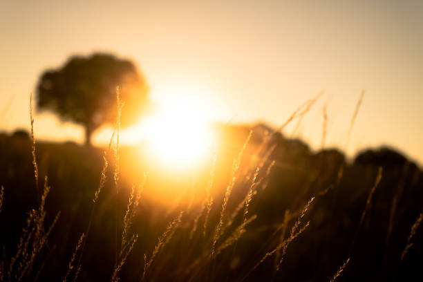 istock sunrise lake tree colors 1188176497