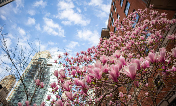 árvore de magnólia que floresce em edifícios de chicago e no fundo azul do céu, dia de mola em illinois, eua - spring magnolia flower sky - fotografias e filmes do acervo