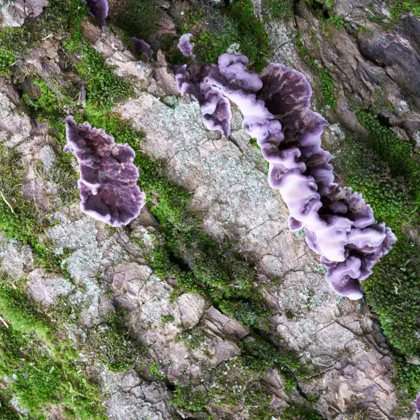 Silverleaf Fungus (Chondrostereum purpureum) on the bark of a tree in the forest