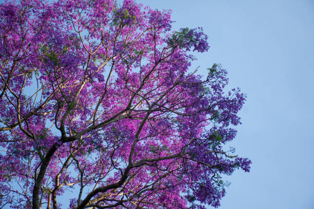 istock Jacaranda tree in a full bloom with beautiful purple flowers on a blue sky background. Empty space for text input 1188178351
