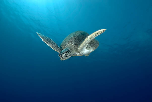 istock Green sea turtle swimming 118817840