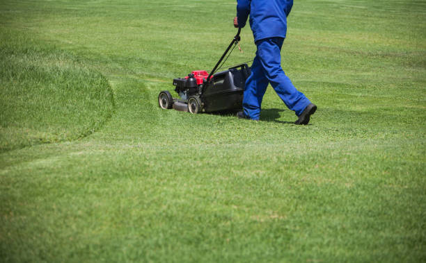 istock Lawnmower cutting green grass 1188178427