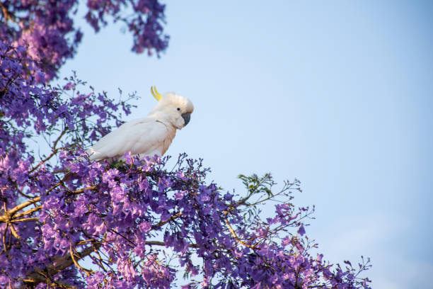 Sulphur-crested cockatoo seating on a beautiful blooming jacaranda tree. Urban wildlife. Australian backyard visitors Sulphur-crested cockatoo seating on a beautiful blooming jacaranda tree. Urban wildlife. Australian backyard visitors sulphur crested cockatoo photos stock pictures, royalty-free photos & images