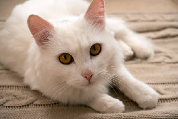 istock adorable fluffy white kitten lies on a knitted blanket 1188179535