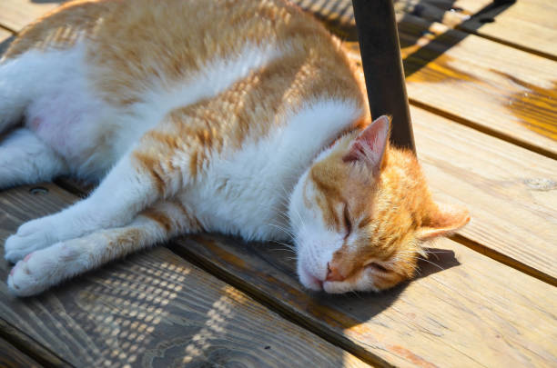 istock Orange-white cat lying on the wooden floor. 1188180408