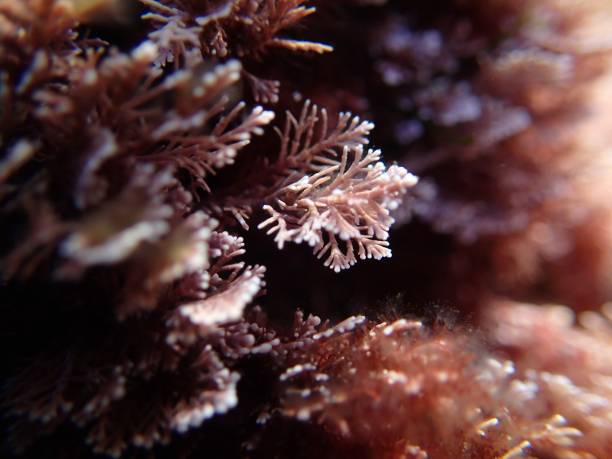 Macro of Coralline algae (red algae) growing in Mediterranean sea Coralline algae (red algae) is growing in Mediterranean sea, it has tiny red and pink branches red algae stock pictures, royalty-free photos & images