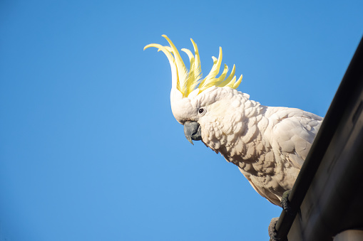 Sulphur-crested cockatoo seating on a roof. Urban wildlife. Australian backyard visitors