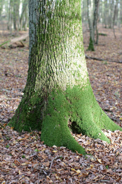 istock mossy well rooted oak tree in beautiful woods in autumn 1188181829
