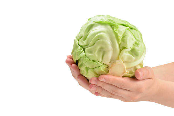 istock Cabbage in woman hand isolated on white background. 1188181896