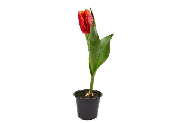 istock Tulip in a pot isolated on white background. 1188181931