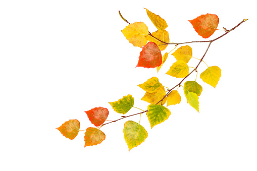 Bright autumn birch leaf on a white background.