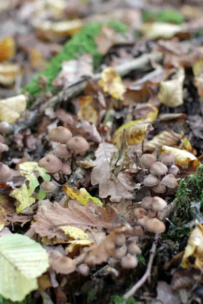 Photo of haymaker mushrooms with autumn leaves on log for natural compost