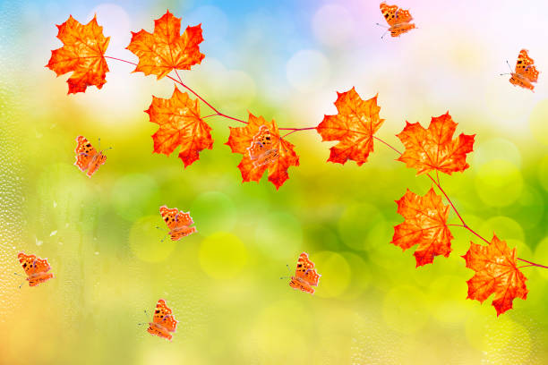 istock colorful foliage. Indian summer. 1188182342