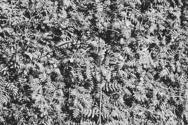 Natural background, monochrome black and white photo with small plants