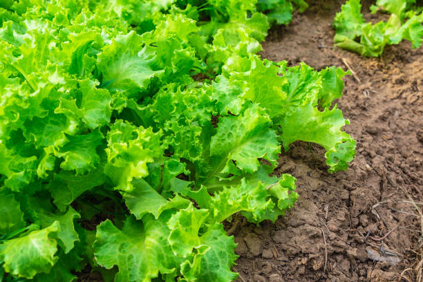 istock Organic glass lettuce Healthy vegetables 1188183403