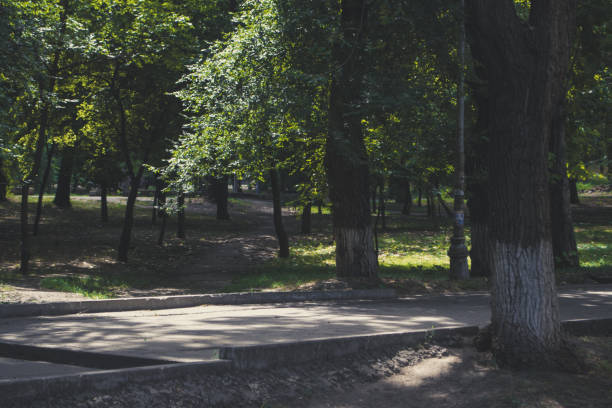 istock Landscape in the park: tree trunks and foliage. Soft focus 1188183435