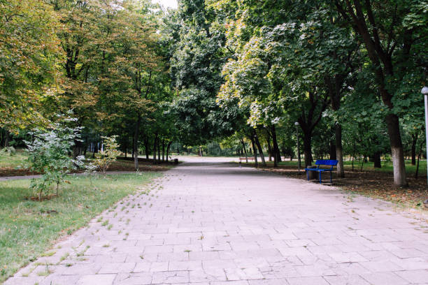 istock Landscape in the park: tree trunks and foliage. Soft focus 1188183538