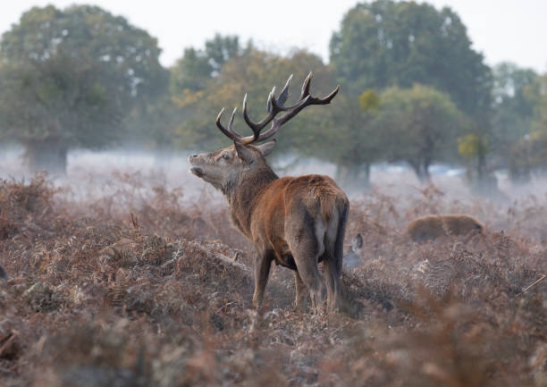istock Scenic image of Red deer stag in bracken and mist 1188185511