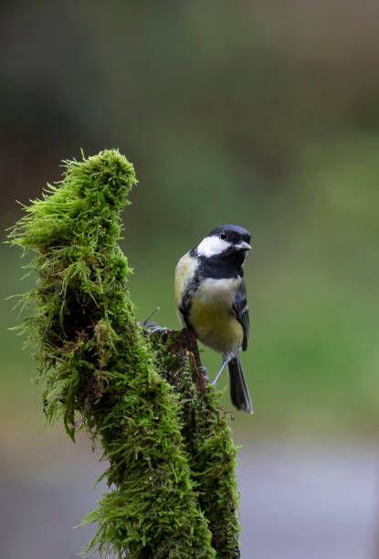 grande tit empoleirado na árvore musgo - moss side - fotografias e filmes do acervo