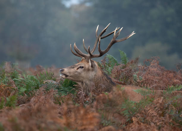 istock Red deer stag in bracken 1188186694
